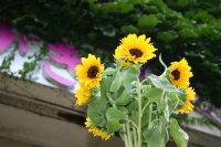 多摩センターでおすすめのお花屋さんはココ ギフトにも日常使いにも Pathee パシー 多摩センターでおすすめのお花屋さんはココ ギフトにも日常使いにも Pathee パシー